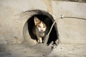 穴の中に隠れる野良猫