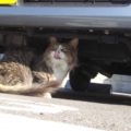 車の下に猫