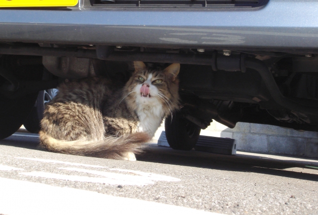 車の下に猫