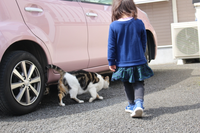 駐車場にいる野良猫と女児