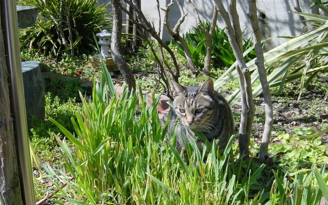 庭に野良猫がいる画像